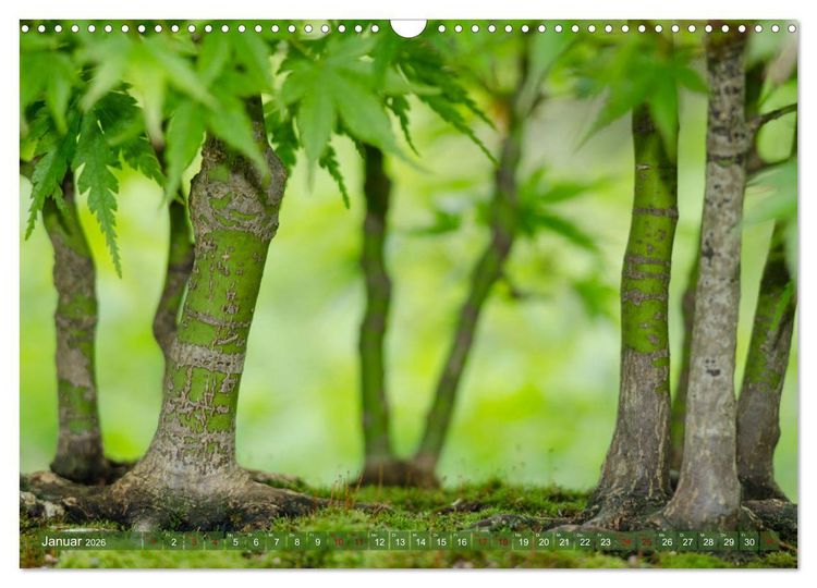 Produktbild: Bonsai ganz nah (Wandkalender 2026 DIN A3 quer), CALVENDO Monatskalender