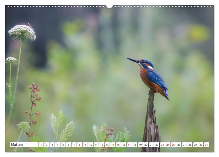 Produktbild: Der blaue Diamant - Fotos vom Eisvogel (hochwertiger Premium Wandkalender 2026 DIN A2 quer), Kunstdruck in Hochglanz