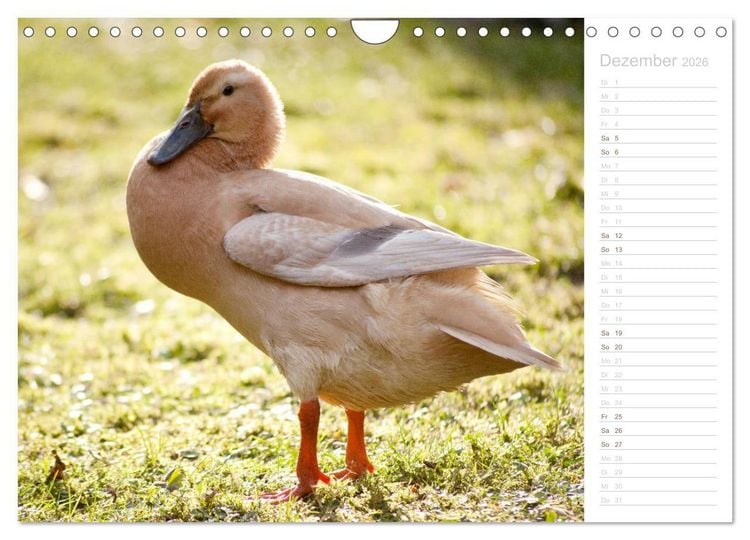 Produktbild: Laufenten - tierisch liebenswerte Zeitgenossen (Wandkalender 2026 DIN A4 quer), CALVENDO Monatskalender