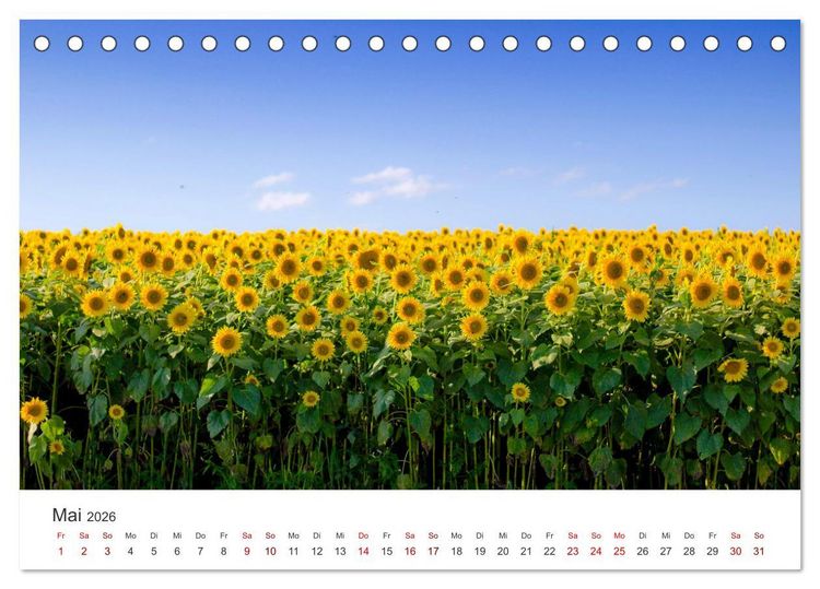 Produktbild: Sonnenblumen - Erstrahlen im freundlichen Gelb. (Tischkalender 2026 DIN A5 quer), CALVENDO Monatskalender