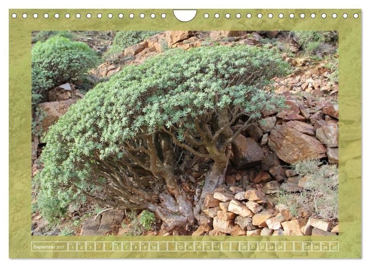 Produktbild: Wundersame Kanarenflora (Wandkalender 2027 DIN A4 quer), CALVENDO Monatskalender