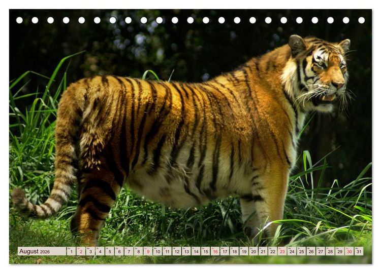 Produktbild: Tiger. Gestreift, wild u. sch&ouml;n (Tischkalender 2026 DIN A5 quer), CALVENDO Monatskalender