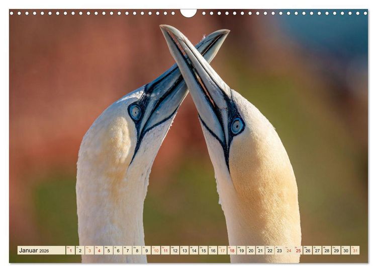 Produktbild: Unsere Vogelvielfalt: Ein Schatz zum Entdecken und Sch&uuml;tzen (Wandkalender 2026 DIN A3 quer), CALVENDO Monatskalender
