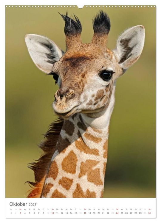 Produktbild: Magie des Augenblicks - Giraffen - Riesen der Savanne (Wandkalender 2027 DIN A2 hoch), CALVENDO Monatskalender