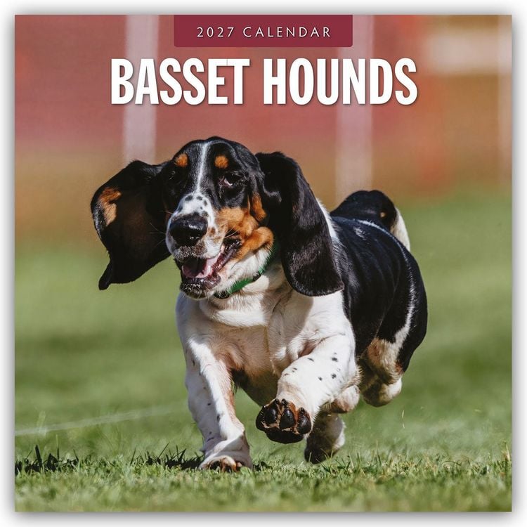Produktbild: Basset Hounds &ndash; Basset Hound 2027 &ndash; 16-Monatskalender