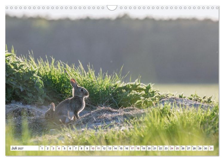Produktbild: Wildtiere im M&uuml;ritz-Nationalpark (Wandkalender 2027 DIN A3 quer), CALVENDO Monatskalender
