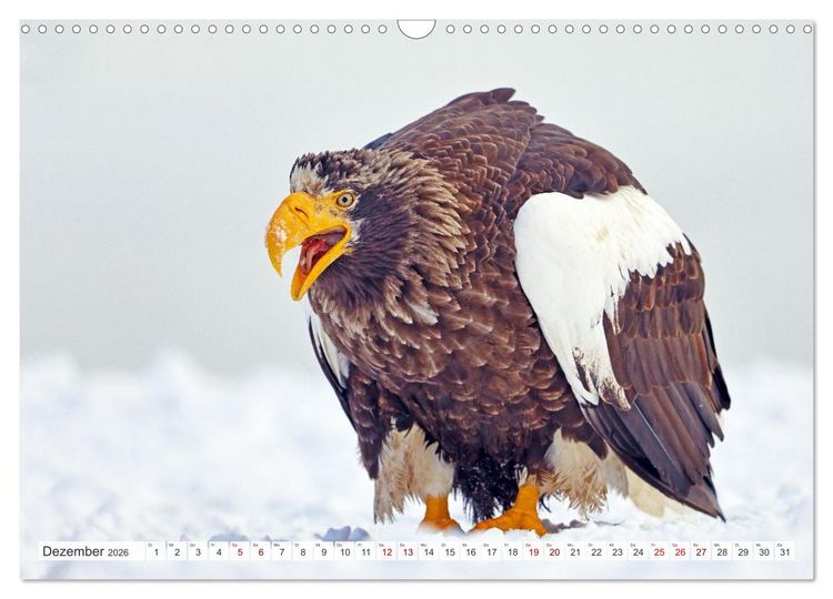 Produktbild: Wildes Japan - Hokkaido im Winter (Wandkalender 2026 DIN A3 quer), CALVENDO Monatskalender