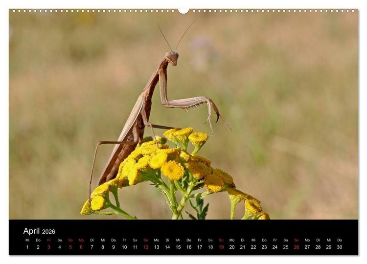 Produktbild: Faszination Gottesanbeterin - Die Welt der Mantis (hochwertiger Premium Wandkalender 2026 DIN A2 quer), Kunstdruck in Hochglanz