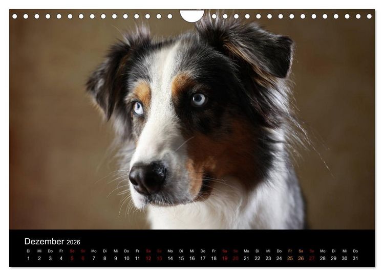 Produktbild: Charmante Australian Shepherds (Wandkalender 2026 DIN A4 quer), CALVENDO Monatskalender