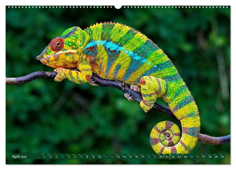 Produktbild: Cham&auml;leon - exotisches Reptil (Wandkalender 2026 DIN A2 quer), CALVENDO Monatskalender