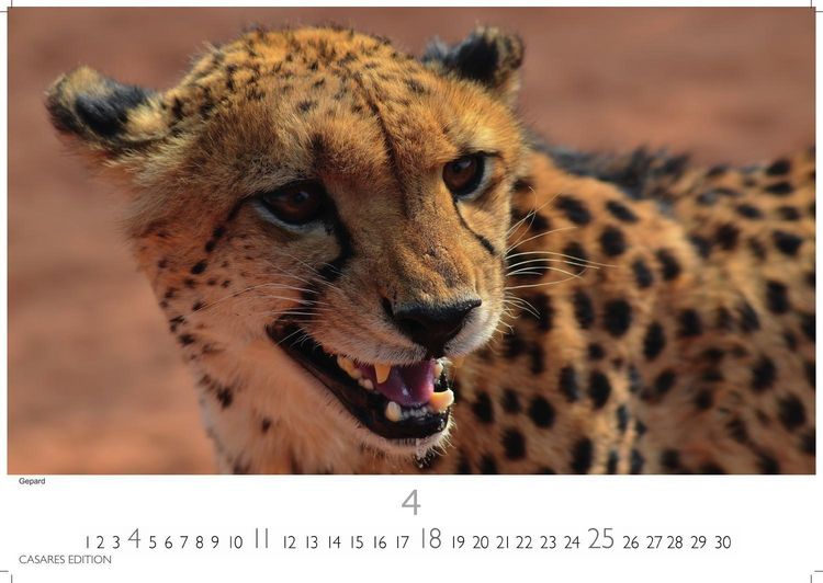 Produktbild: Big Cats Kalender 2027 &ndash; Wandkalender | Fotokalender Tierkalender 35x50cm &ndash; Wundersch&ouml;ner Gro&szlig;katzen-. mit beeindruckenden Fotos von Tiger| L&ouml;wen | Jaguar | Gepard | Luchs | Puma.