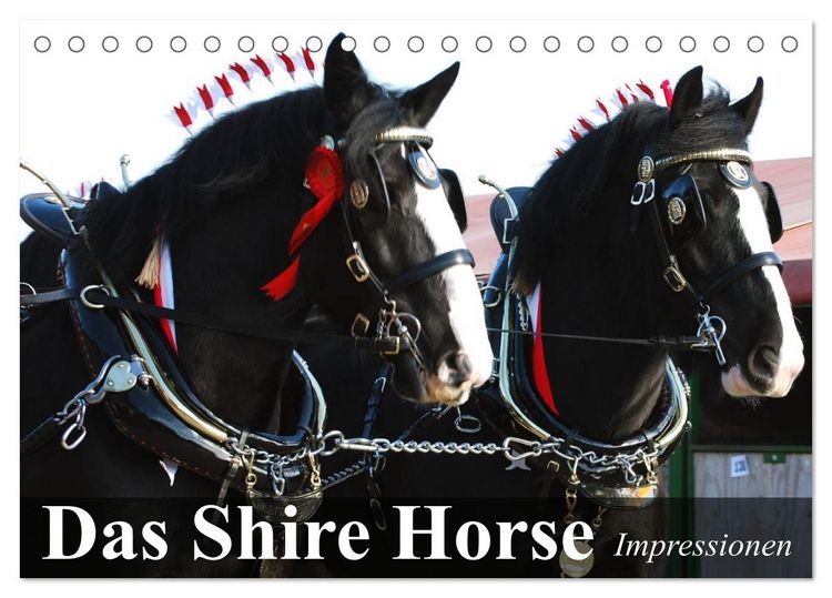 Produktbild: Das Shire Horse. Impressionen (Tischkalender 2026 DIN A5 quer), CALVENDO Monatskalender