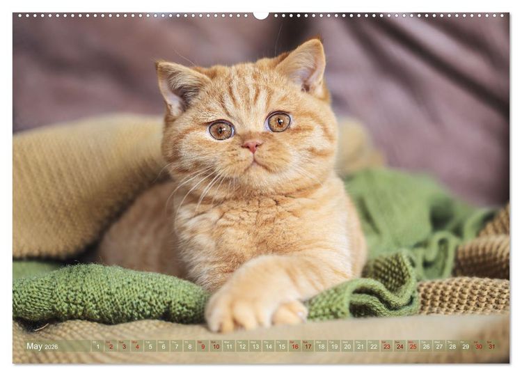 Produktbild: Rare British Shorthair cats (High Quality Premium Wall Calendar 2026 DIN A2 landscape),CALVENDO 12 Month Wall Calendar