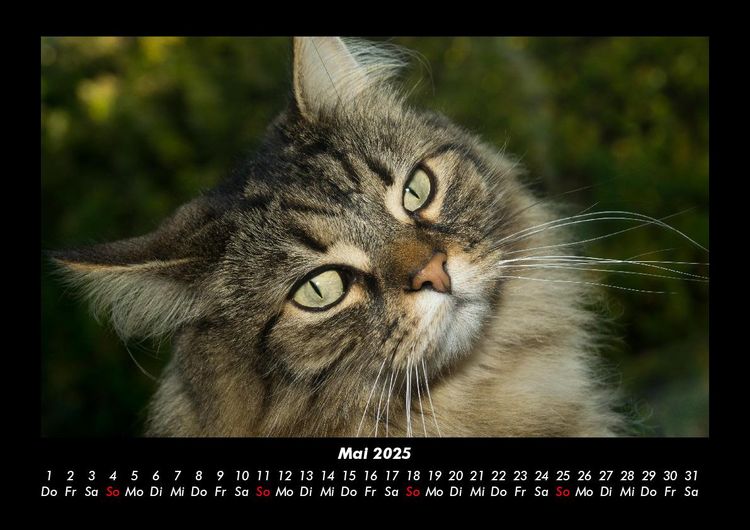 Produktbild: F&uuml;r Katzenfreunde 2025 Fotokalender DIN A3