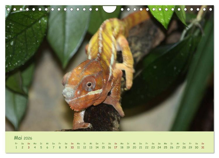 Produktbild: Augenblicke der Cham&auml;leons (Wandkalender 2026 DIN A4 quer), CALVENDO Monatskalender