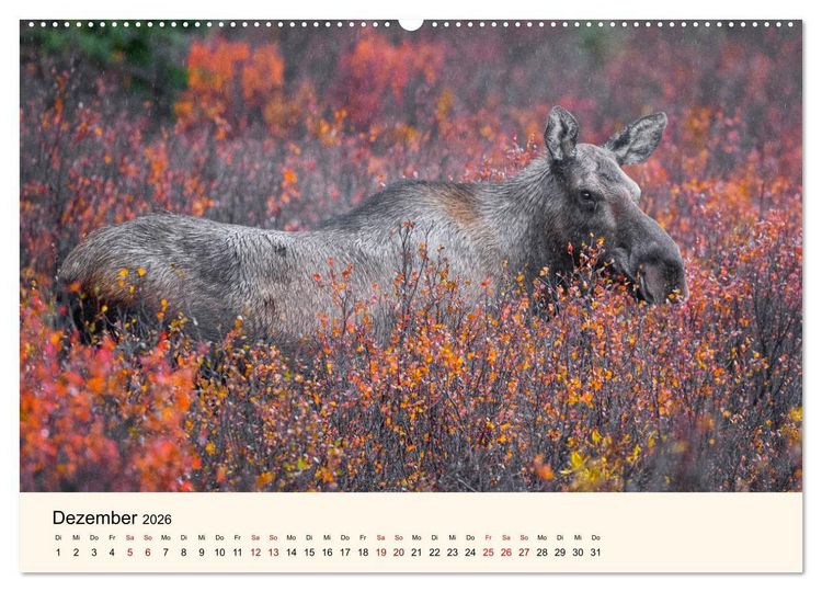 Produktbild: Der Elch - K&ouml;nig des Nordens (hochwertiger Premium Wandkalender 2026 DIN A2 quer), Kunstdruck in Hochglanz