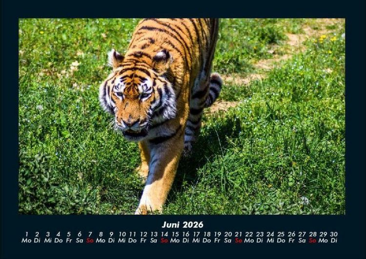 Produktbild: Tiger 2026 Fotokalender DIN A4