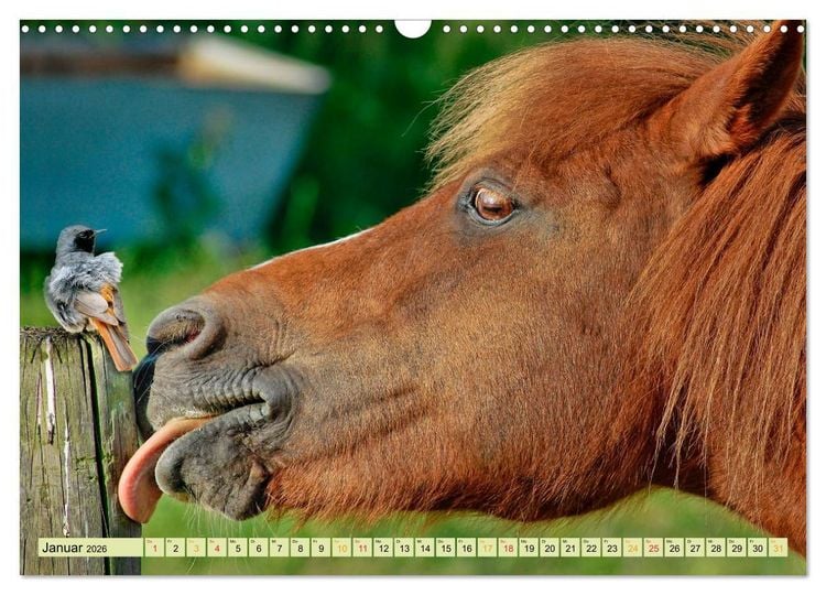 Produktbild: Lustig und verr&uuml;ckt - der ganz andere Tierkalender (Wandkalender 2026 DIN A3 quer), CALVENDO Monatskalender