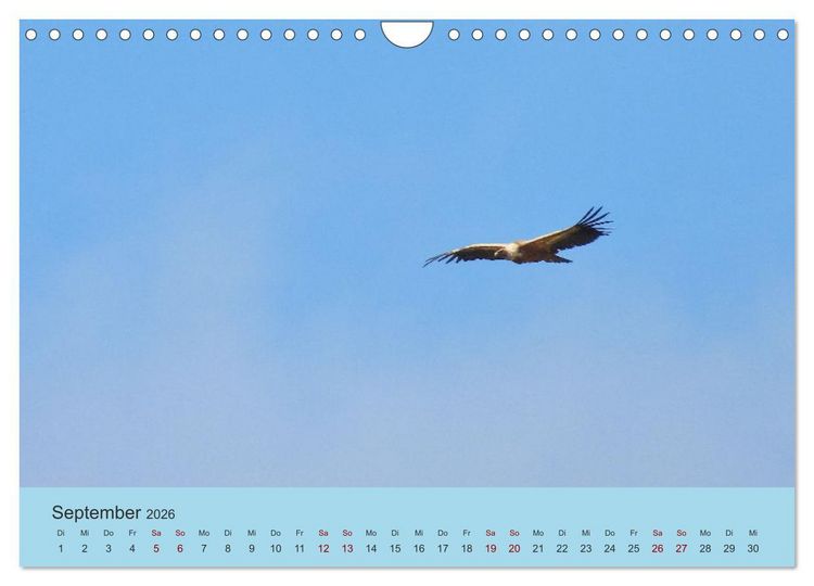 Produktbild: Flamingo und Co - Faszinierende Vogelwelt S&uuml;dfrankreichs (Wandkalender 2026 DIN A4 quer), CALVENDO Monatskalender