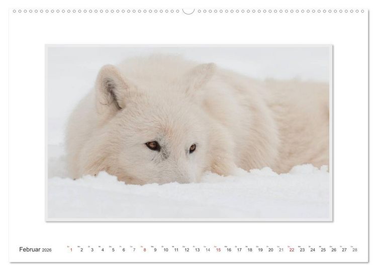 Produktbild: Emotionale Momente: Polarw&ouml;lfe. / CH-Version (Wandkalender 2026 DIN A2 quer), CALVENDO Monatskalender