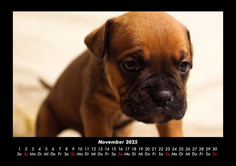 Produktbild: Hundezauber 2025 Fotokalender DIN A3