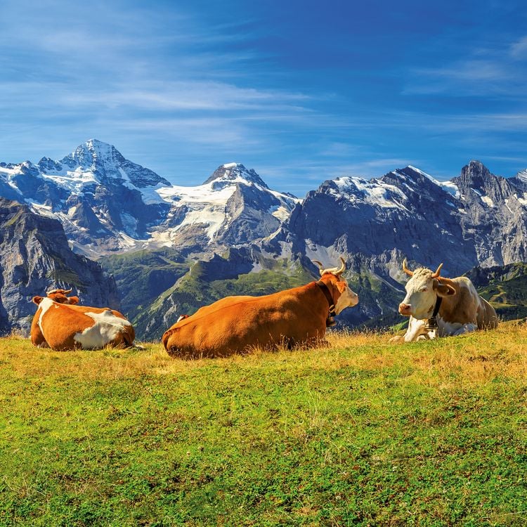 Produktbild: Alpen / Alps 2027