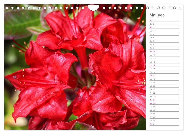 Produktbild: Rhododendron Sch&ouml;nheiten im Garten (Wandkalender 2026 DIN A4 quer), CALVENDO Monatskalender