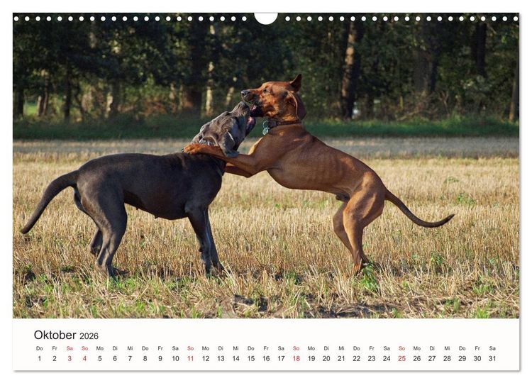 Produktbild: Rhodesian Ridgeback Sch&ouml;nheit aus Afrika (Wandkalender 2026 DIN A3 quer), CALVENDO Monatskalender