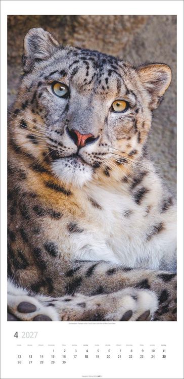 Produktbild: Big Cats Kalender 2027