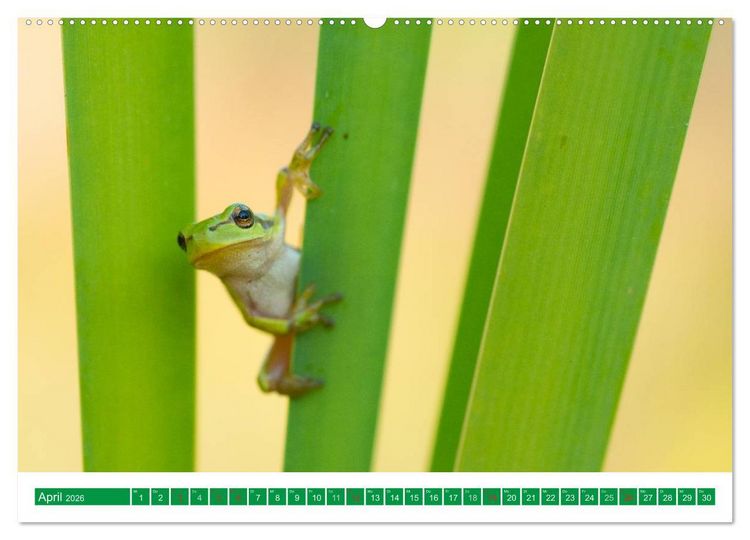 Produktbild: Farbige Fr&ouml;sche (hochwertiger Premium Wandkalender 2026 DIN A2 quer), Kunstdruck in Hochglanz
