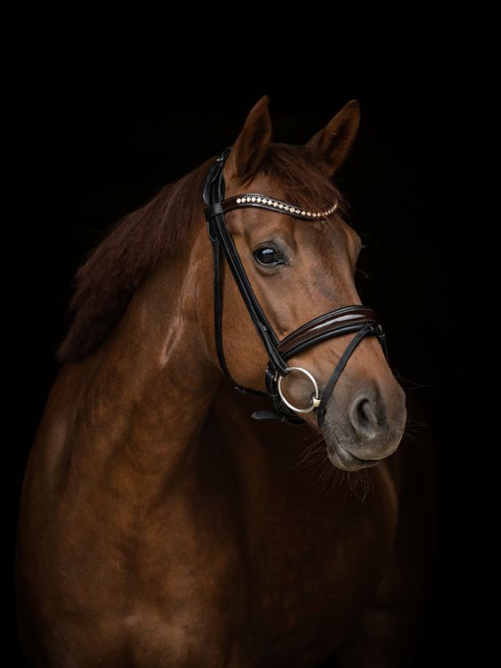 Produktbild: CALVENDO Puzzle Oldenburger Warmblut 1000 Teile Lege-Gr&ouml;&szlig;e 48 x 64 cm Foto-Puzzle Bild von Paula M&uuml;ller