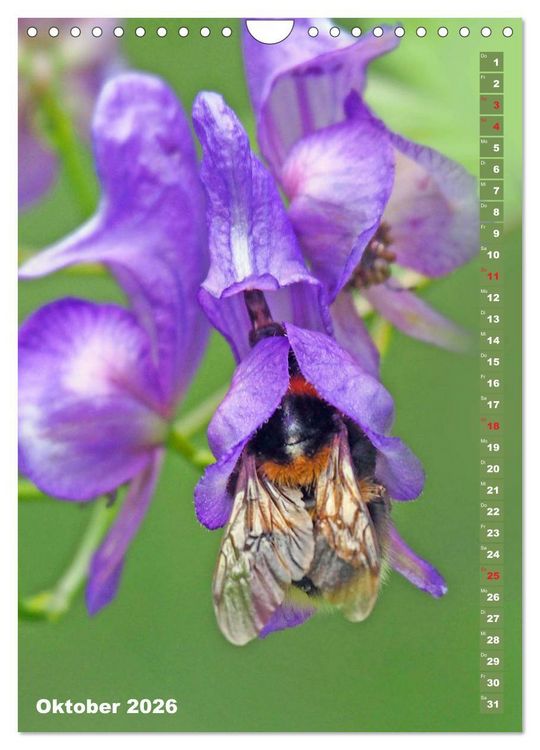 Produktbild: Blossom Love, von Bienen und Hummeln (Wandkalender 2026 DIN A4 hoch), CALVENDO Monatskalender