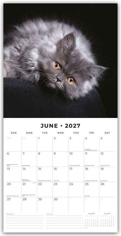 Produktbild: Cute Kittens &ndash; Niedliche K&auml;tzchen 2027 &ndash; 16-Monatskalender