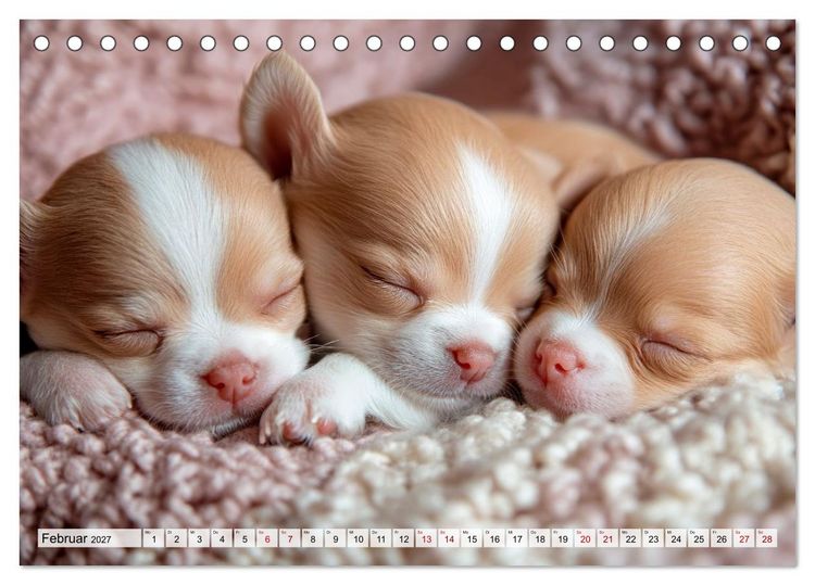 Produktbild: Niedliche Chihuahuas (Tischkalender 2027 DIN A5 quer), CALVENDO Monatskalender