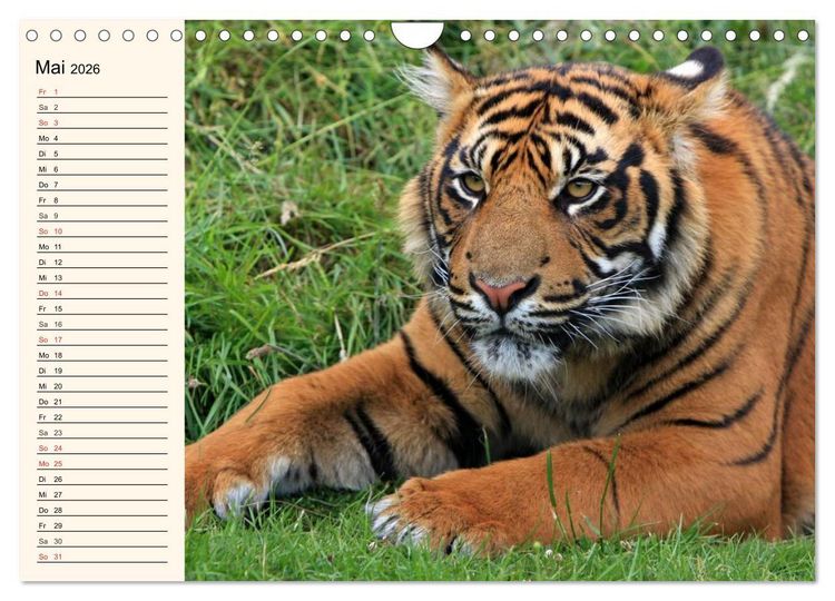 Produktbild: Tiger. Gestreift, wild und sch&ouml;n (Wandkalender 2026 DIN A4 quer), CALVENDO Monatskalender