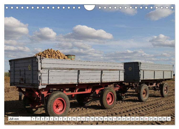 Produktbild: Kartoffel-Ernte - hautnah erleben (Wandkalender 2026 DIN A4 quer), CALVENDO Monatskalender