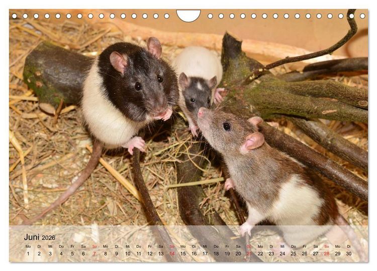 Produktbild: Ratten - Gelehrige Haustiere (Wandkalender 2026 DIN A4 quer), CALVENDO Monatskalender