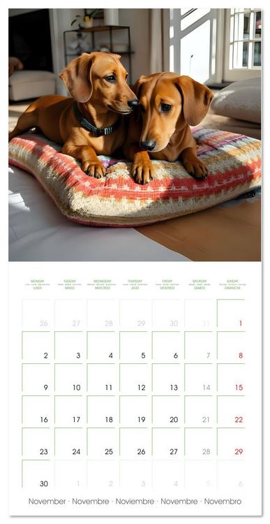 Produktbild: Dachshunds - lovely little dogs (Wall Calendar 2026 12 &times; 12 Inch) CALVENDO 12 Month Wall Calendar
