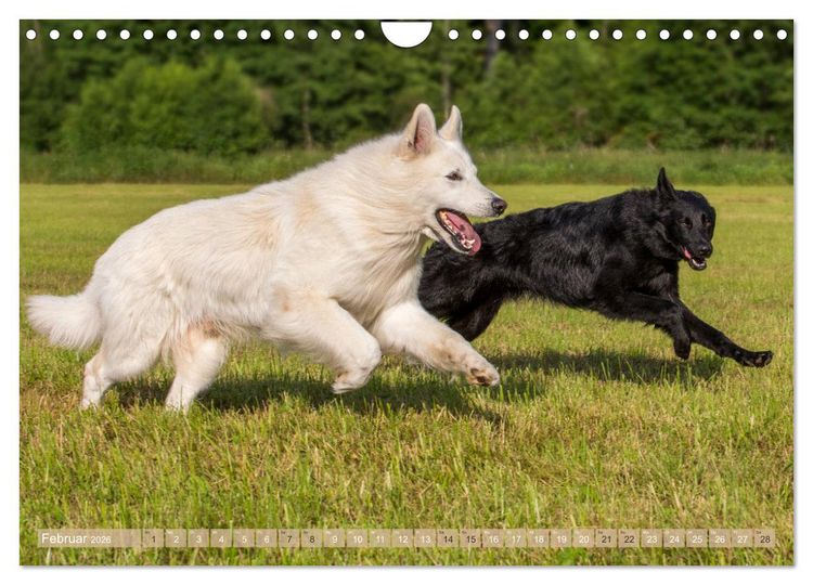 Produktbild: Sch&auml;ferhunde - Freunde auf 4 Pfoten (Wandkalender 2026 DIN A4 quer), CALVENDO Monatskalender