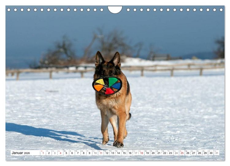Produktbild: Deutscher Sch&auml;ferhund - Der beste Freund des Menschen (Wandkalender 2026 DIN A4 quer), CALVENDO Monatskalender