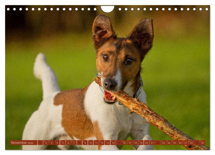 Produktbild: Faszination Hund (Wandkalender 2026 DIN A4 quer), CALVENDO Monatskalender