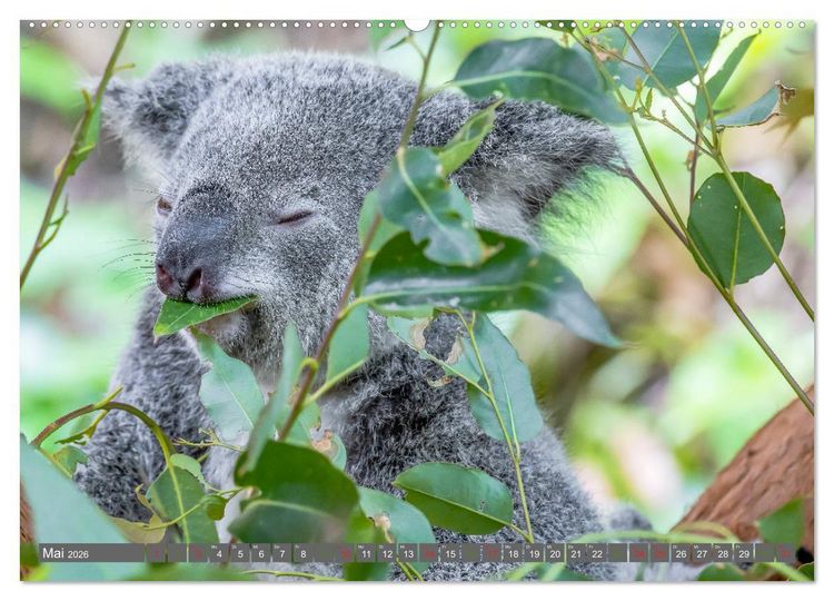 Produktbild: Koalas - Kuscheliges Symbol Australiens (Wandkalender 2026 DIN A2 quer), CALVENDO Monatskalender