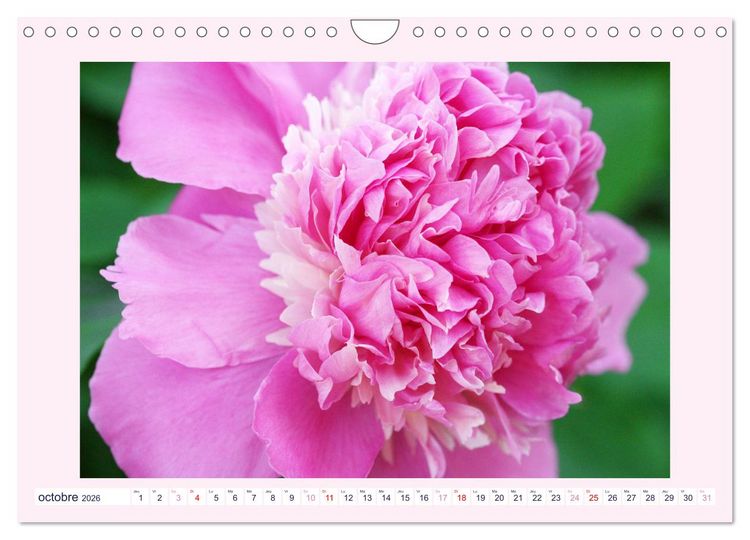 Produktbild: Pivoines - Roses sans &eacute;pines (Calendrier mural 2026 DIN A4 vertical), CALVENDO calendrier mensuel