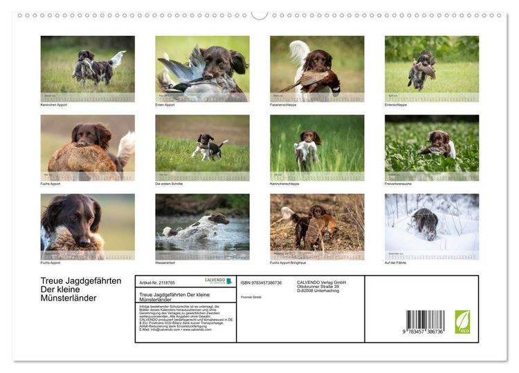 Produktbild: Treue Jagdgef&auml;hrten Der kleine M&uuml;nsterl&auml;nder (hochwertiger Premium Wandkalender 2026 DIN A2 quer), Kunstdruck in Hochglanz