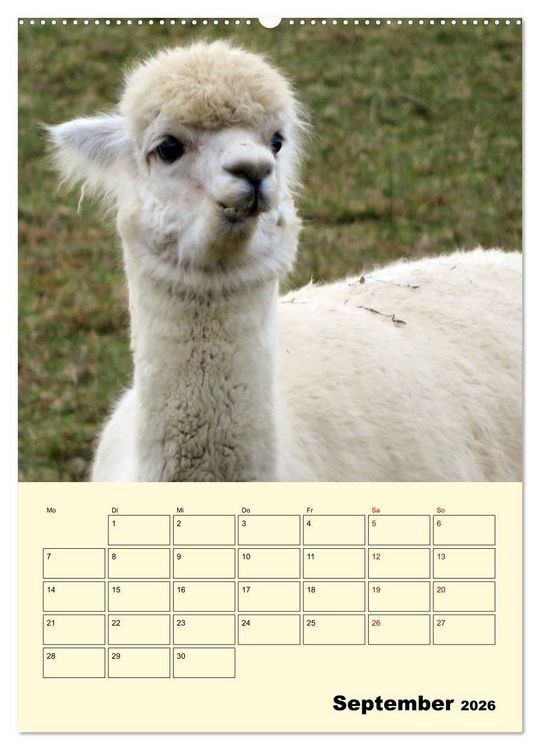 Produktbild: Alpakas erleben (hochwertiger Premium Wandkalender 2026 DIN A2 hoch), Kunstdruck in Hochglanz