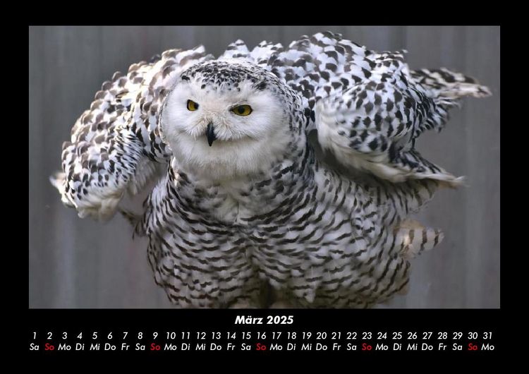 Produktbild: Vogelparadies 2025 Fotokalender DIN A3