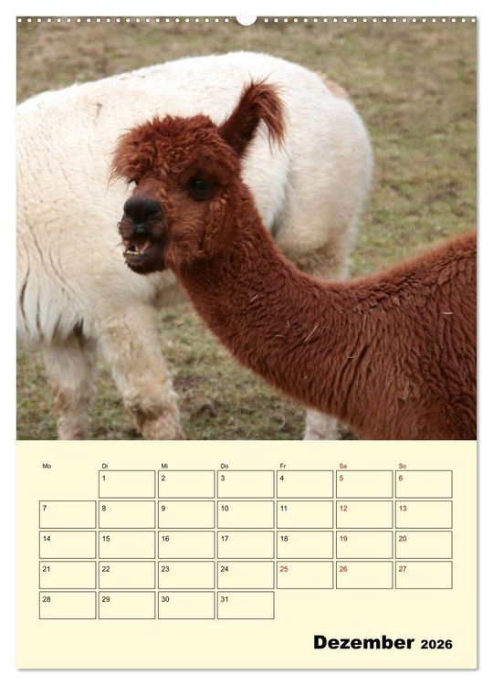 Produktbild: Alpakas erleben (hochwertiger Premium Wandkalender 2026 DIN A2 hoch), Kunstdruck in Hochglanz