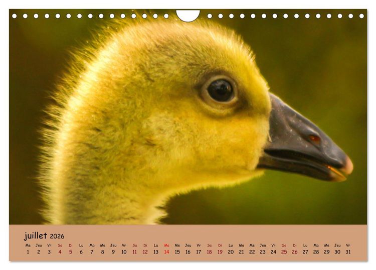 Produktbild: Les animaux de nos fermes (Calendrier mural 2026 DIN A4 vertical), CALVENDO calendrier mensuel