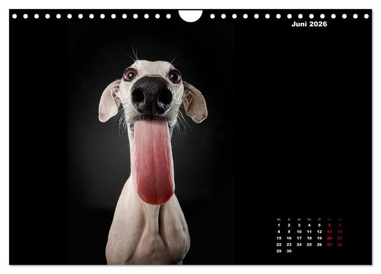 Produktbild: Die Stimme der Windhunde (Wandkalender 2026 DIN A4 quer), CALVENDO Monatskalender