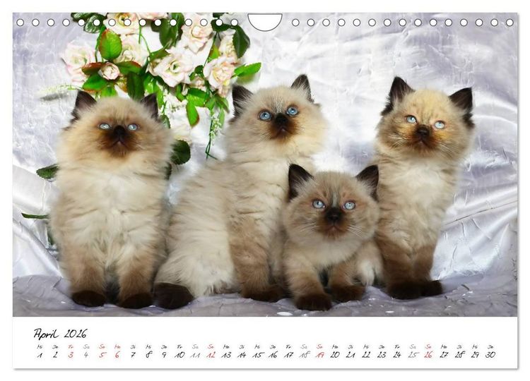 Produktbild: Katzenparade (Wandkalender 2026 DIN A4 quer), CALVENDO Monatskalender